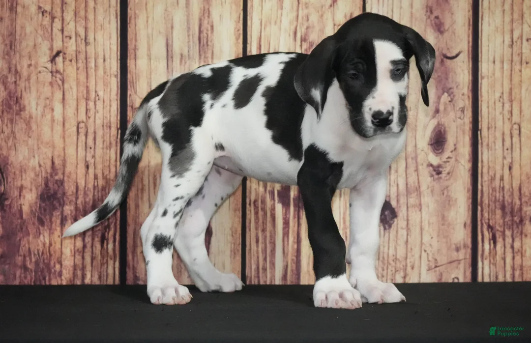 Great Dane dogs for sale: Great Dane 4 - Ad 1