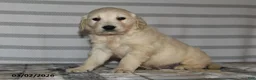 Golden Retriever dogs for sale: Jimbo - Ad 3