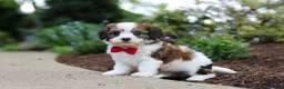 Cavachon dogs for sale: Benji - Ad 3