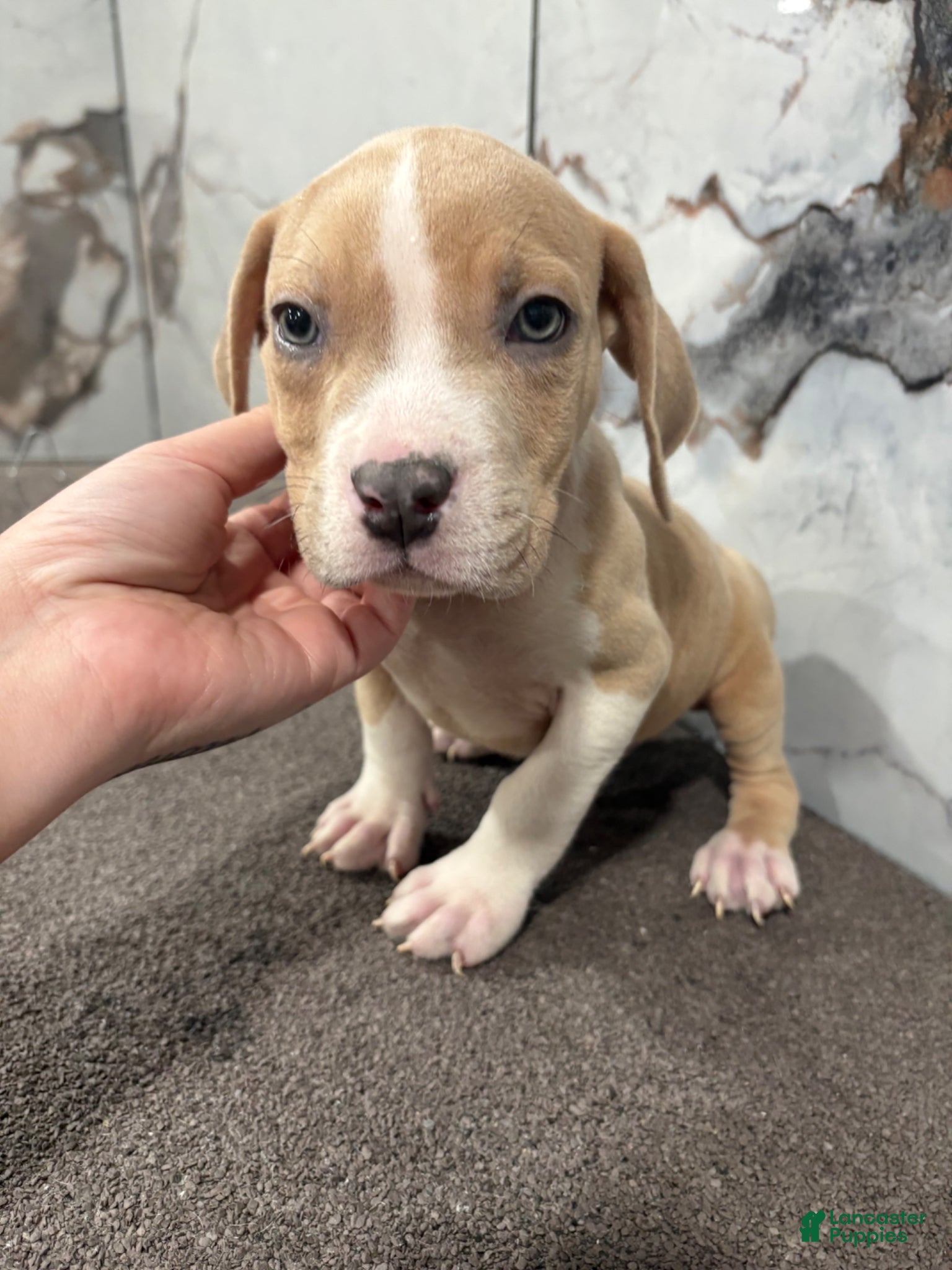 American Bully dogs for sale: Merle marly - Ad 4