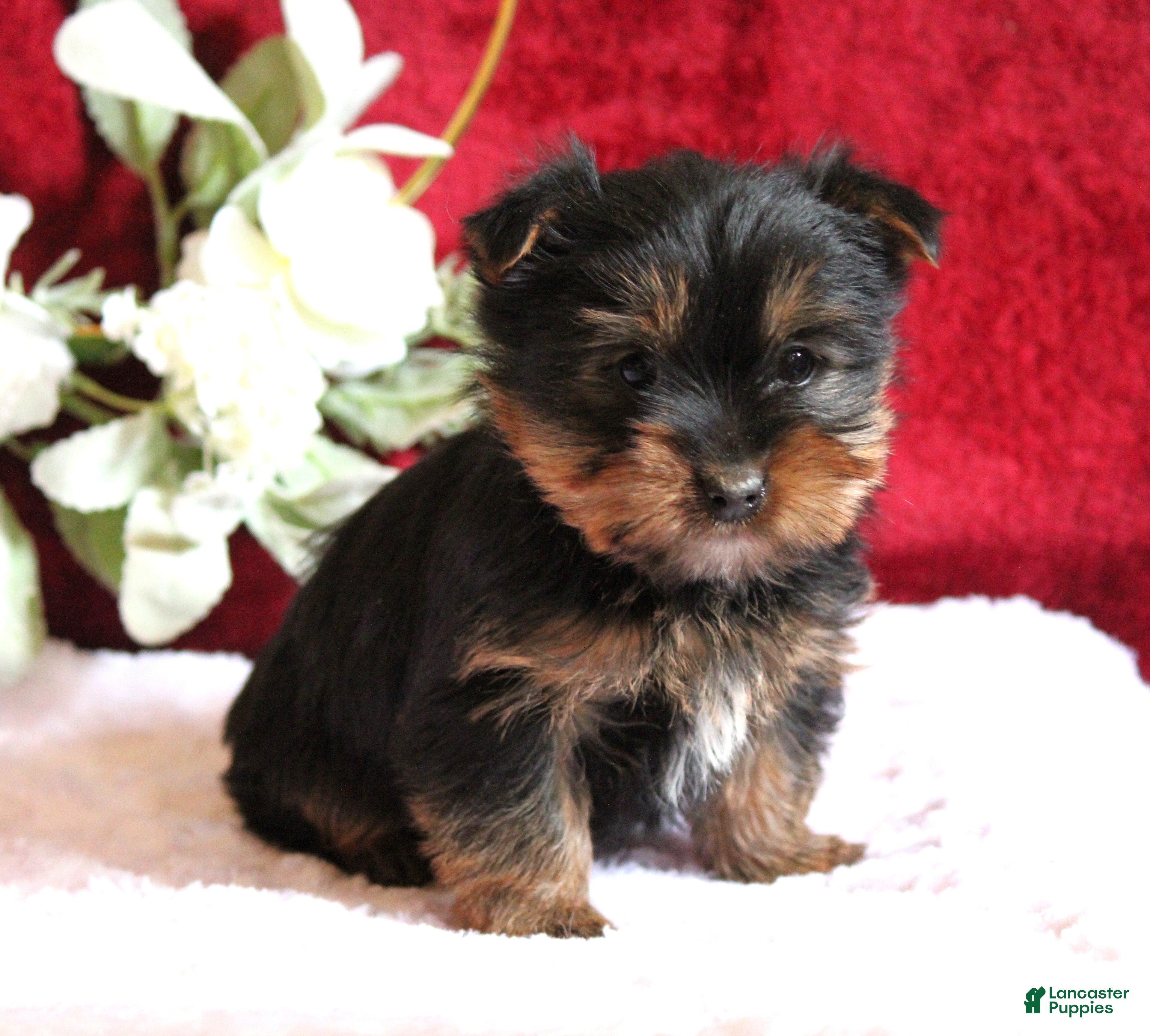 Yorkshire Terrier dogs Dalton - Ad 1