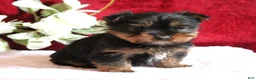 Yorkshire Terrier dogs for sale: Dalton - Ad 4