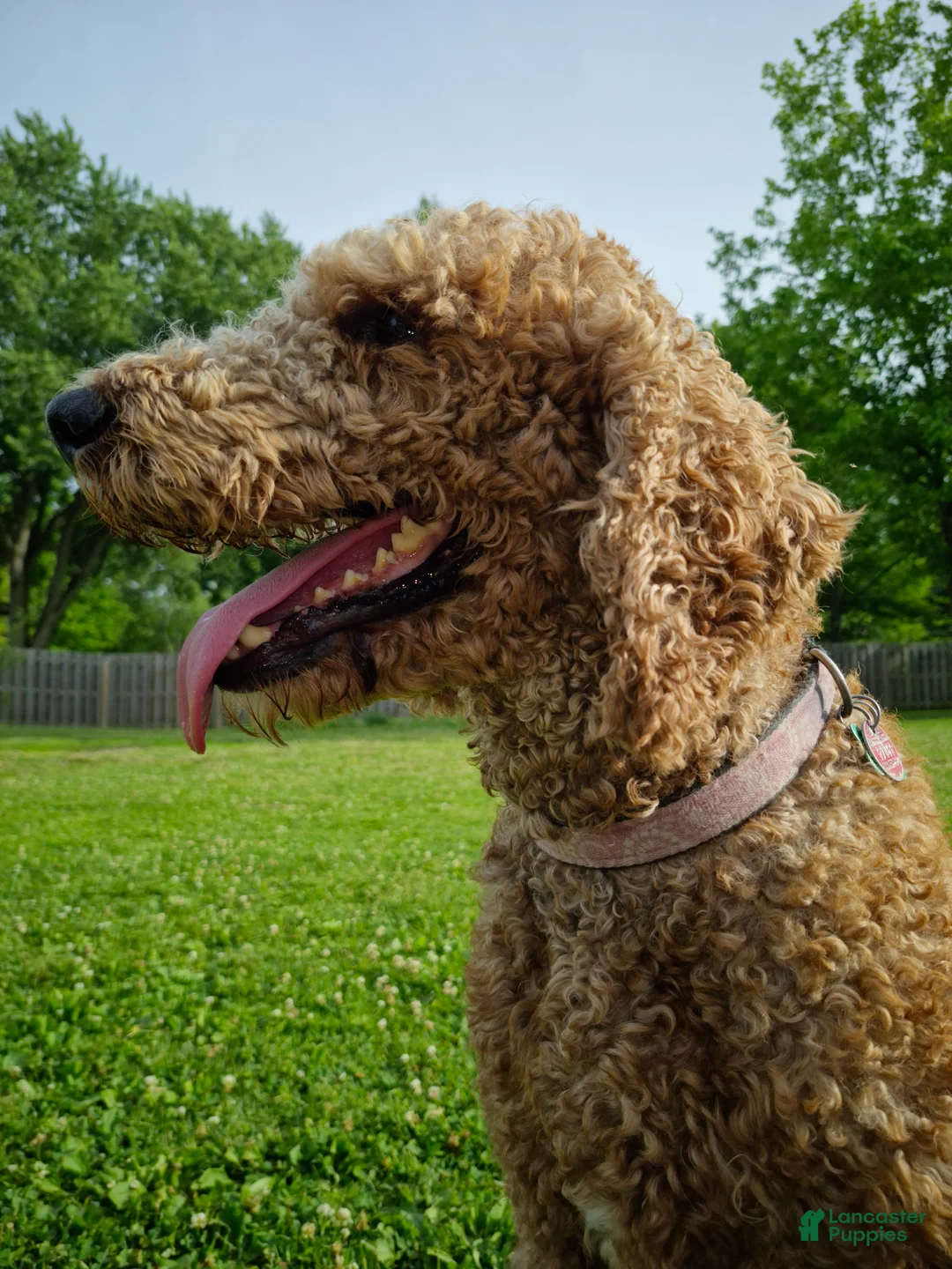 Mixed Breed dogs for sale: Grace - Ad 4