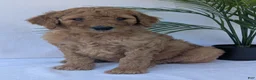 Goldendoodle dogs for sale: Kailey - Ad 5