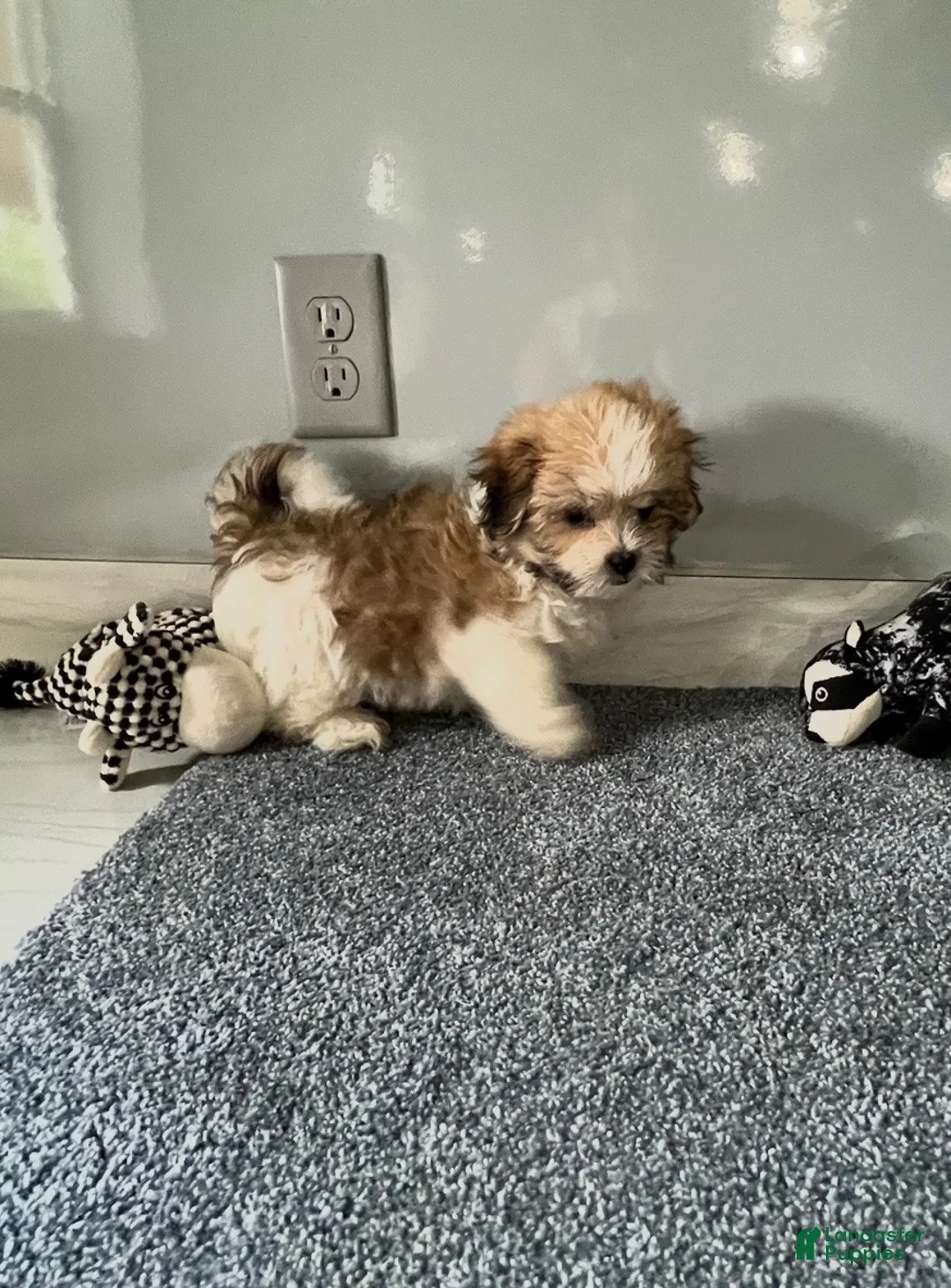 Malshi dogs for sale: Cooper - Ad 1