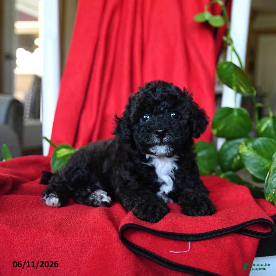 Bichpoo dogs Scout - Ad 1
