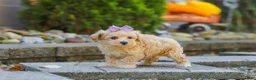 Maltipoo dogs for sale: Wren - Ad 5