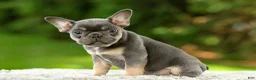 French Bulldog dogs for sale: Fancy - Ad 4