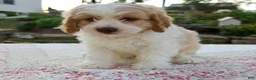 Cavapoo dogs for sale: Quincey - Ad 6