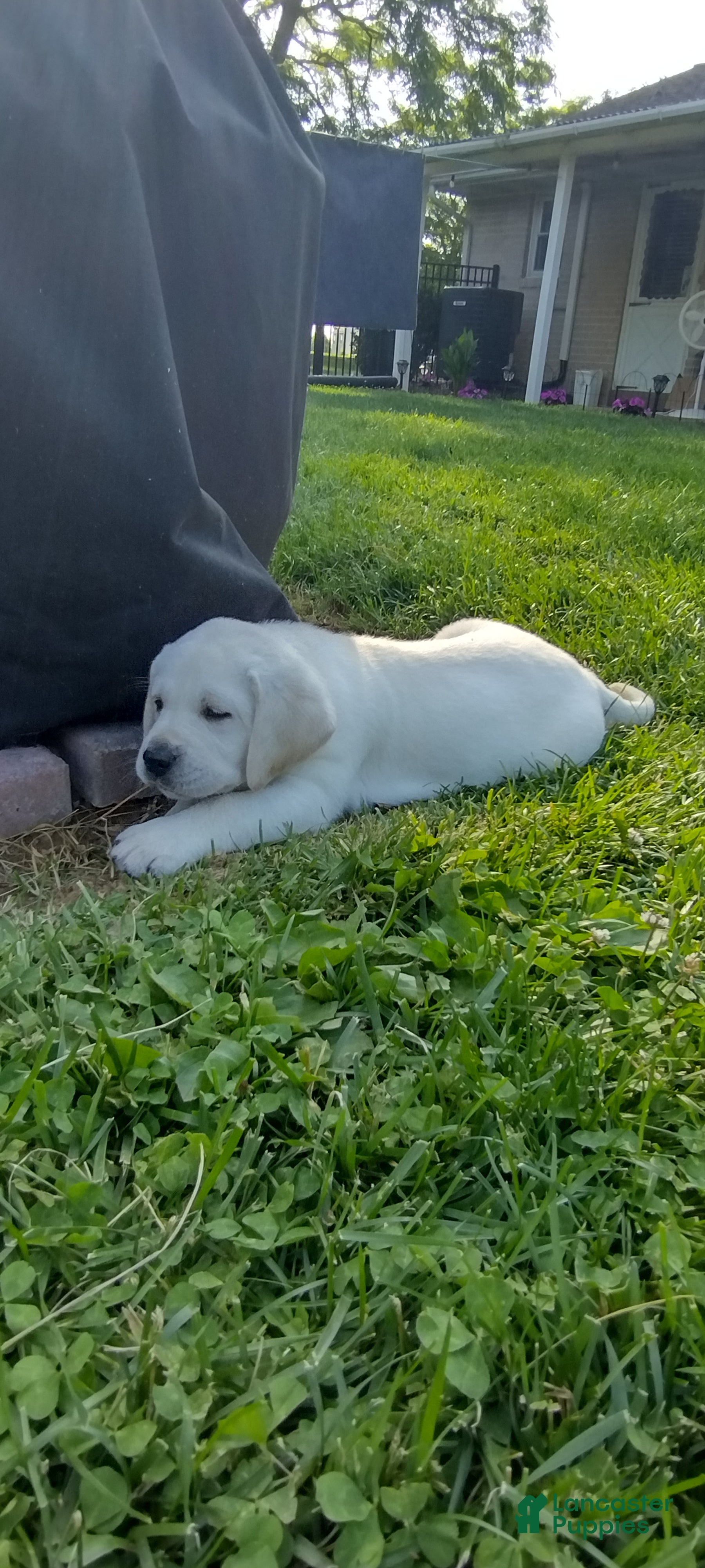 Labrador Retriever dogs Toby - Ad 2