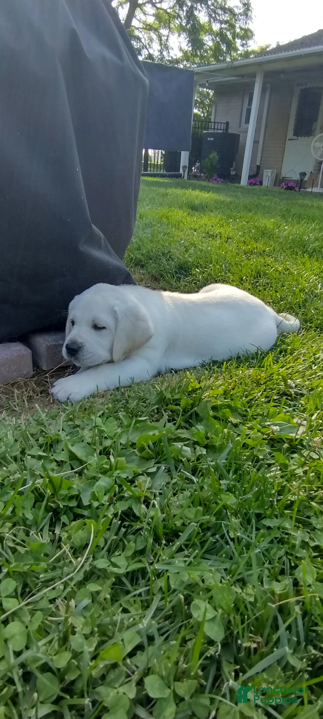 Labrador Retriever dogs for sale: Toby - Ad 2