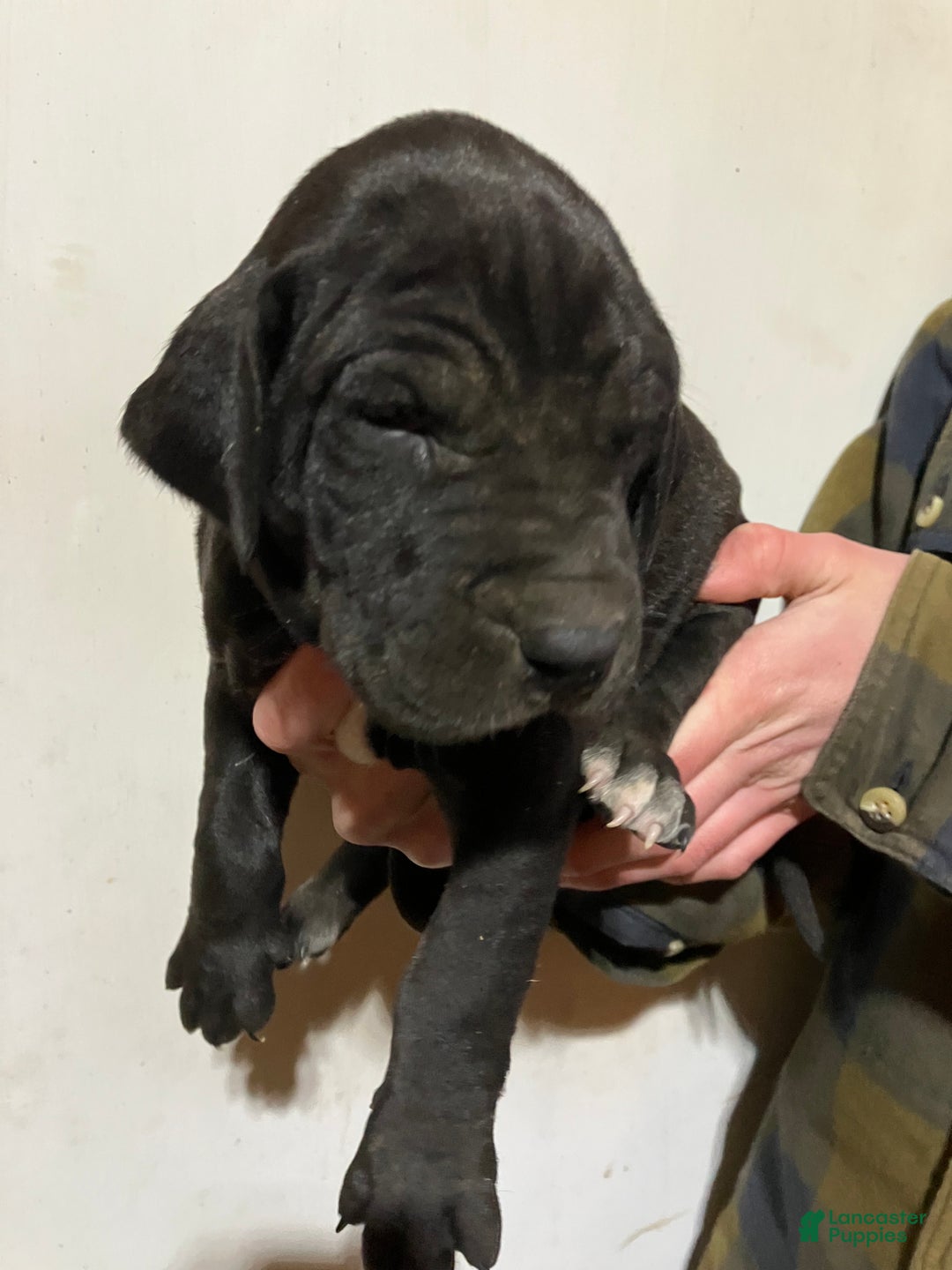 Great Dane dogs for sale: Lily - Ad 3