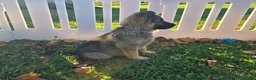 German Shepherd dogs for sale: German Shepherd 5 - Ad 3