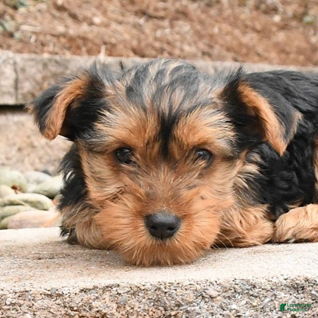 Yorkshire Terrier dogs for sale: Katie - Ad 2