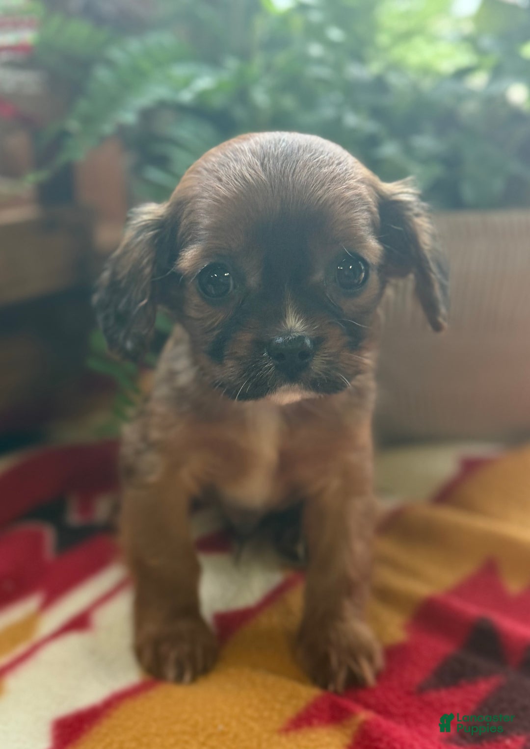 Mixed Breed dogs for sale: Shep - Ad 10