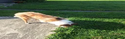 Collie dogs for sale: Tinkerbell - Ad 3