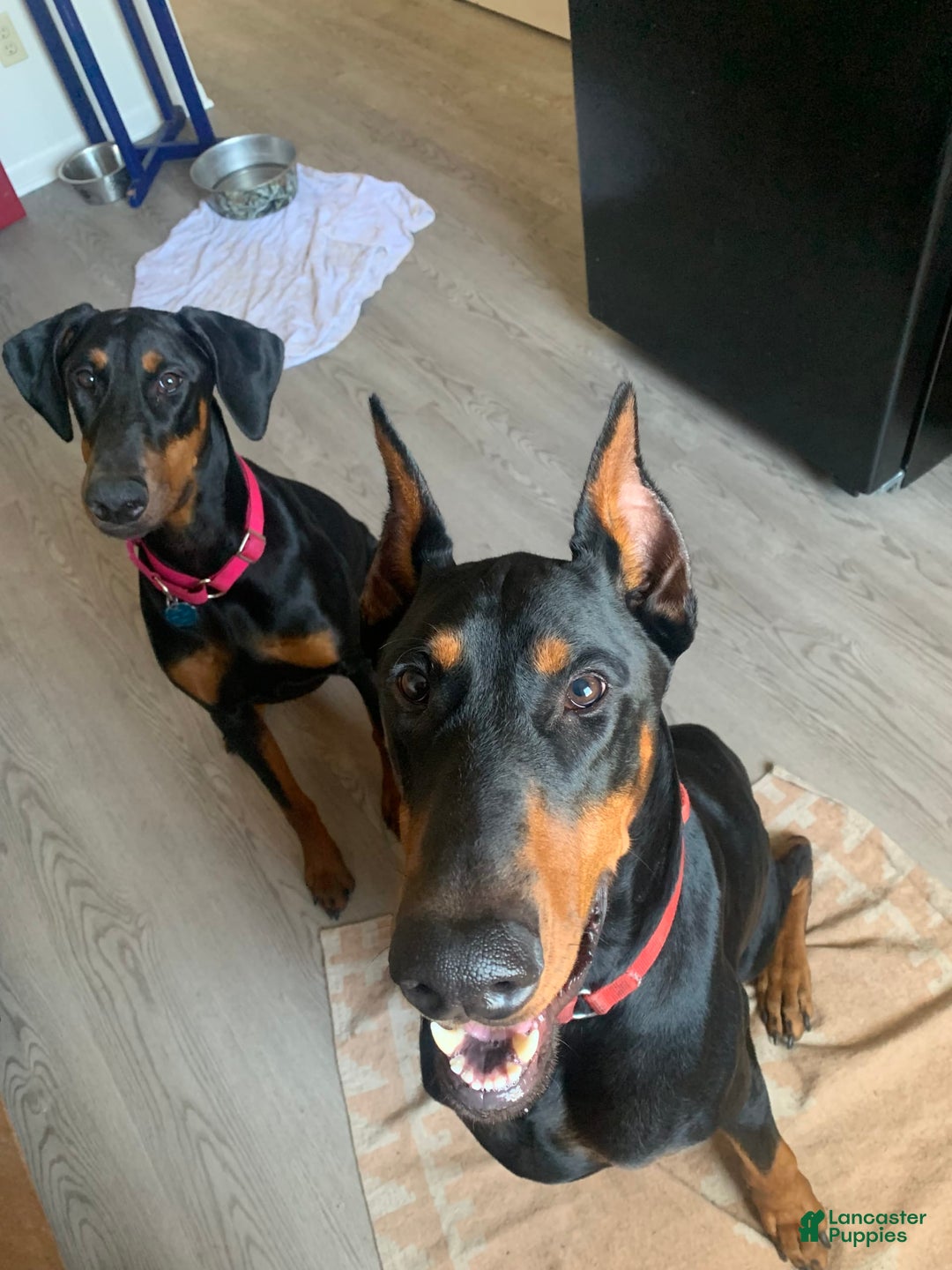 Gallery Image {{count}}