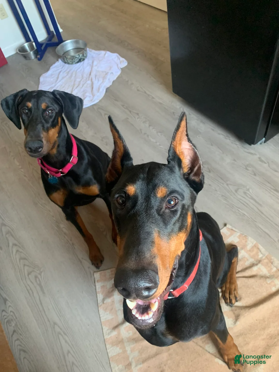 Gallery Image {{count}}