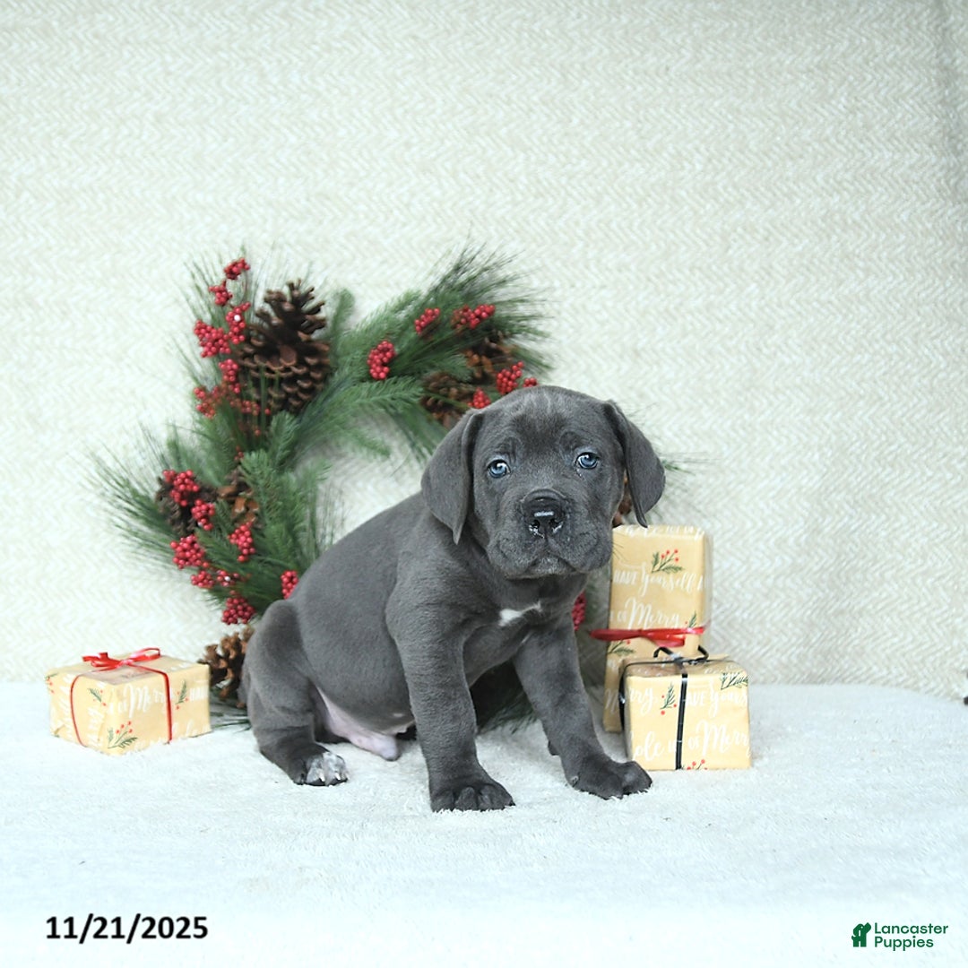 Cane Corso dogs for sale: Axel - Ad 10