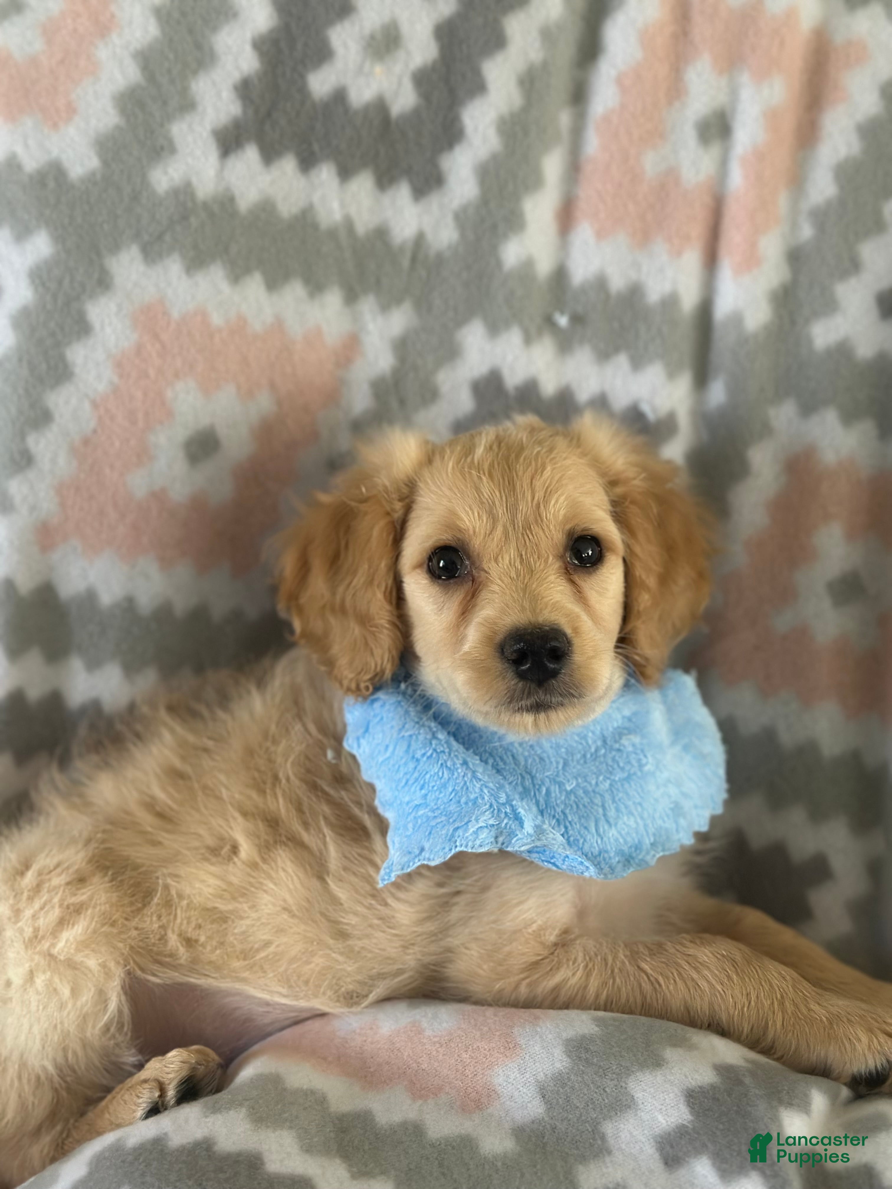Mini Goldendoodle dogs Toby - Ad 2