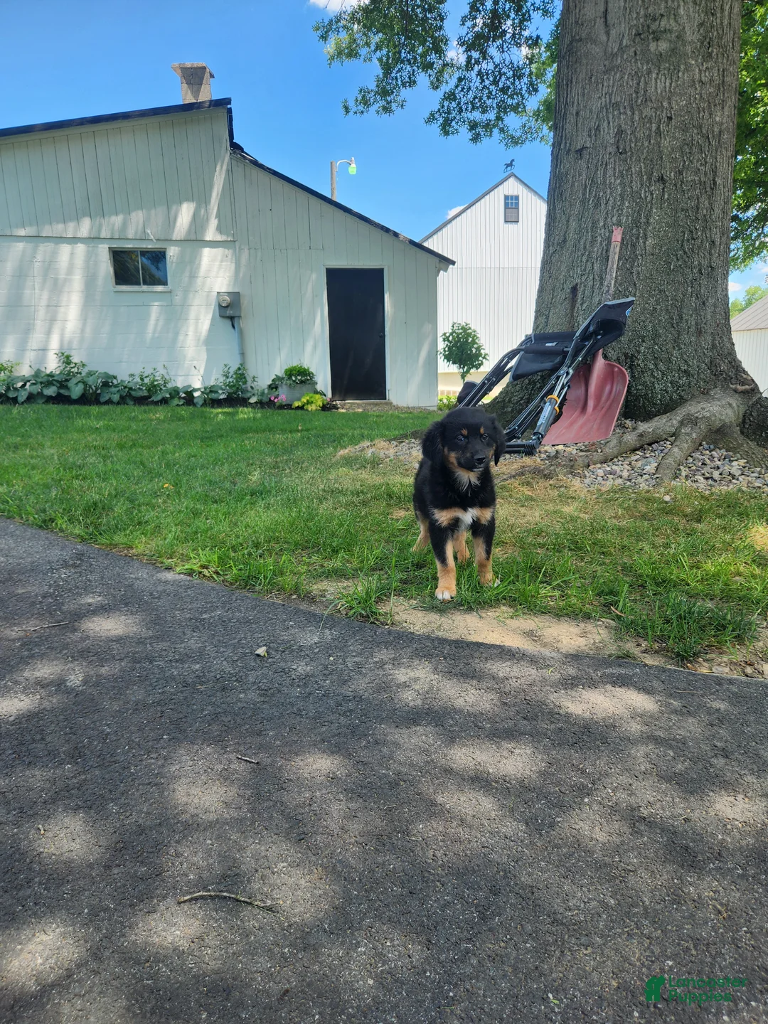 Mixed Breed dogs for sale: Buster  - Ad 2