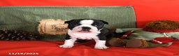 Boston Terrier dogs for sale: Oliana - Ad 6