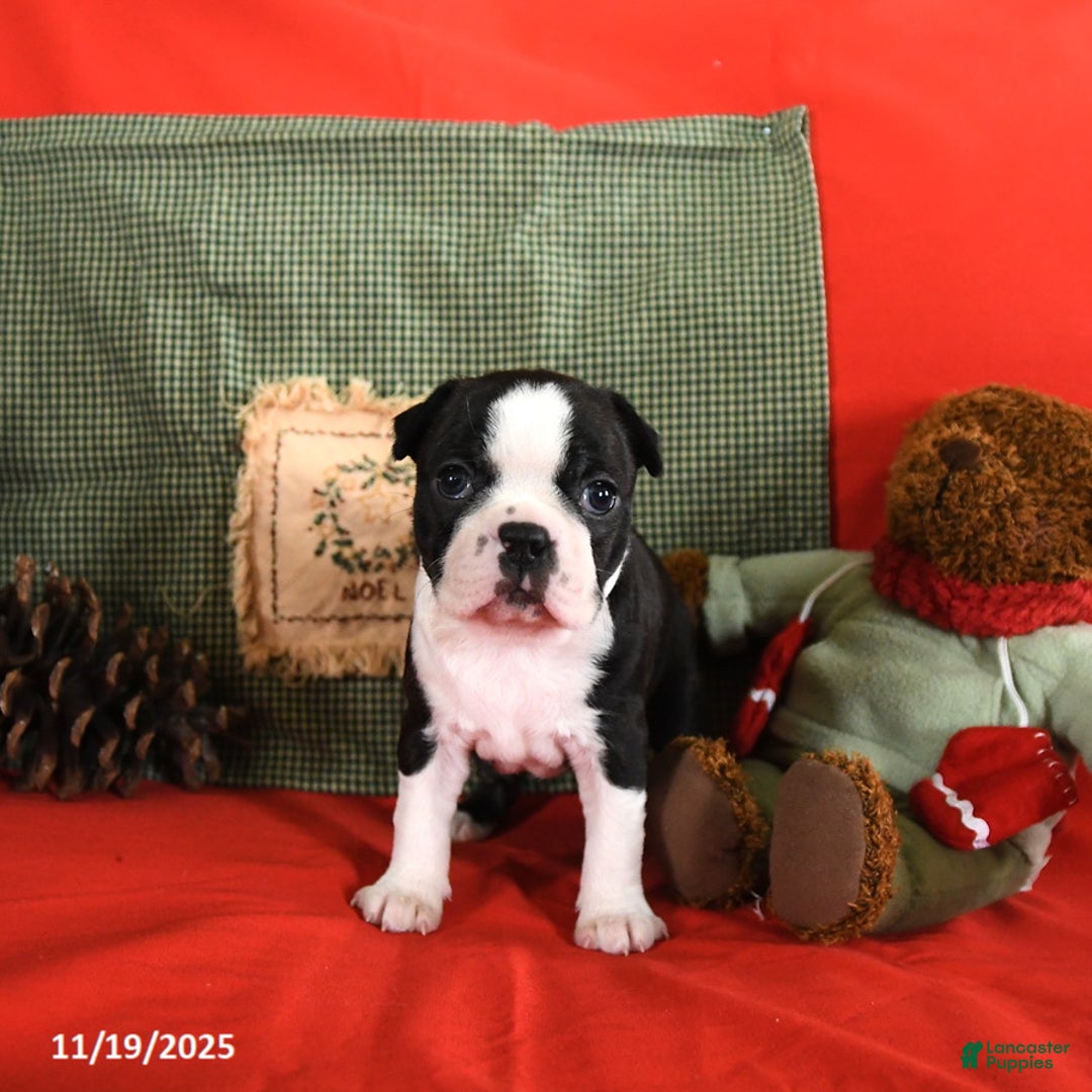 Boston Terrier dogs for sale: Oliana - Ad 6