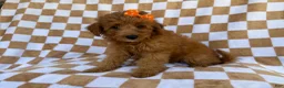 Mini Aussiedoodle dogs for sale: Ohana - Ad 6