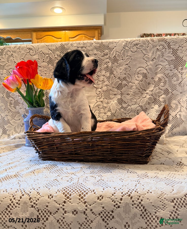 English Springer Spaniel dogs Peggy - Ad 1