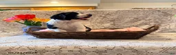 English Springer Spaniel dogs for sale: Peggy - Ad 1