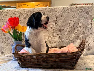 English Springer Spaniel dogs for sale: Peggy - Ad 1