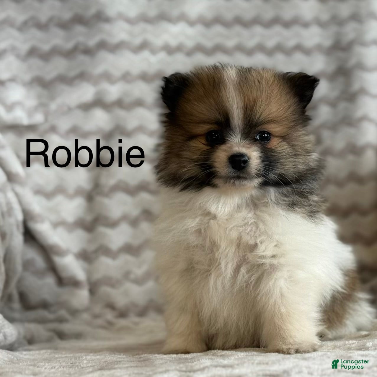Pomeranian dogs Robbie - Ad 1