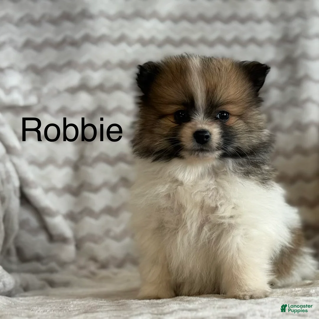 Pomeranian dogs for sale: Robbie - Ad 1