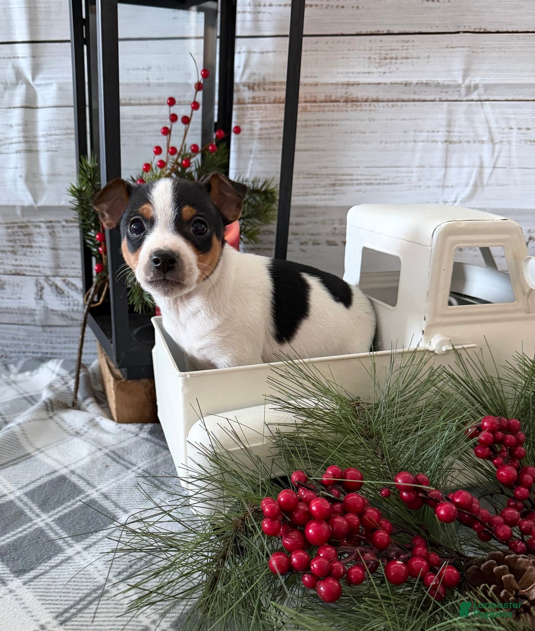Toy Fox Terrier dogs for sale: Bingo - Ad 7