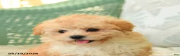 Maltipoo dogs for sale: Waffles - Ad 4