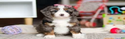 Mini Bernedoodle dogs for sale: Cali - Ad 2