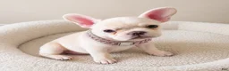 French Bulldog dogs for sale: SNOW WHITE - Our Exclusive White Frenchie Princess! - Ad 2