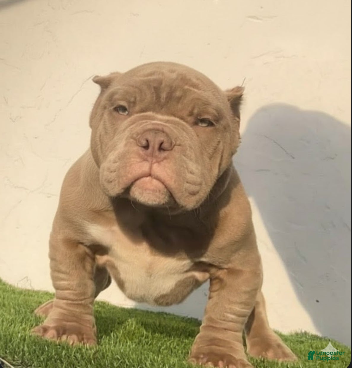American Bully dogs American Bully Puppy 1 - Ad 2