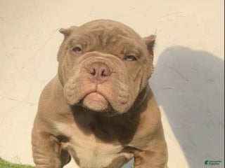 American Bully dogs American Bully Puppy 1 - Ad 3