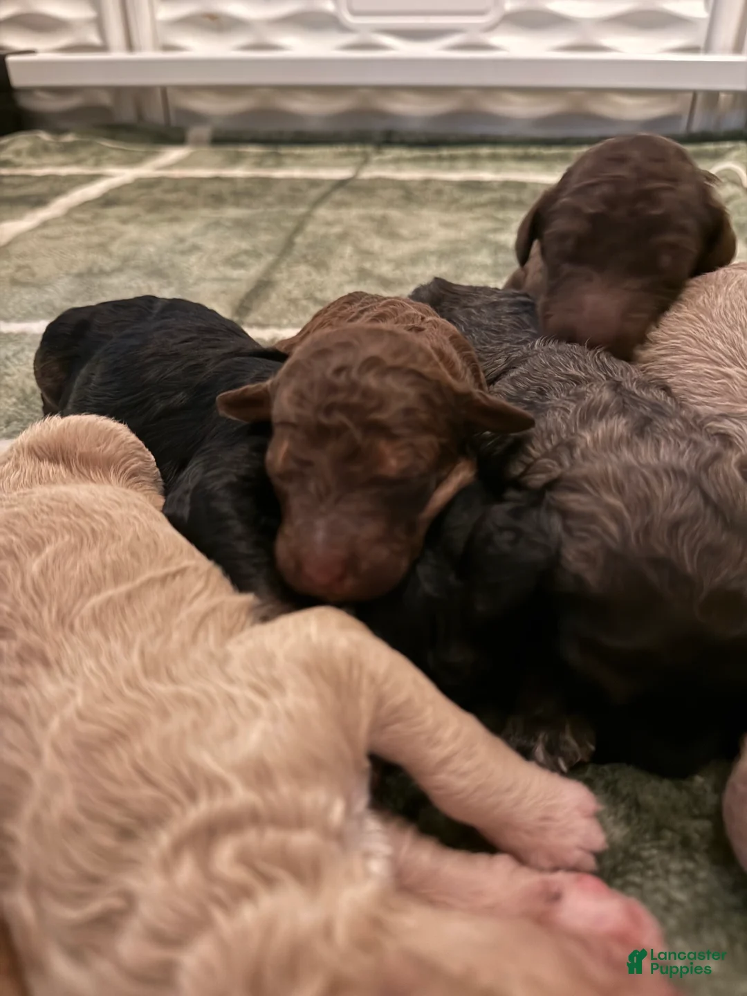 Standard Poodle dogs for sale: Standard Poodle Puppy 1 - Ad 1