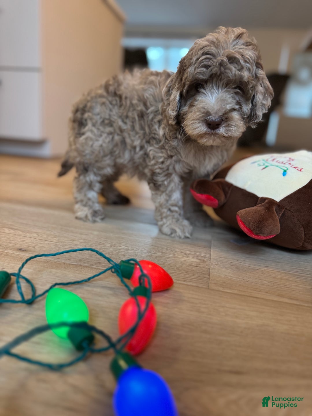 Mini Goldendoodle dogs for sale: Leo - Ad 2