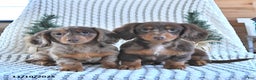 Miniature Dachshund dogs for sale: Archie - Ad 5