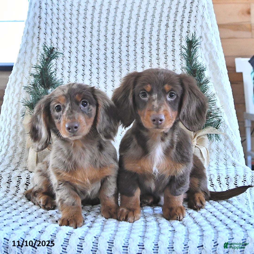 Miniature Dachshund dogs for sale: Archie - Ad 5