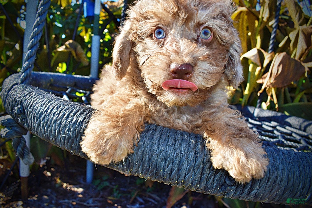 Havapoo dogs for sale: Indy - Ad 2