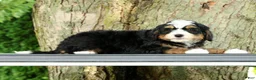Mini Bernedoodle dogs for sale: Sophia - Ad 5