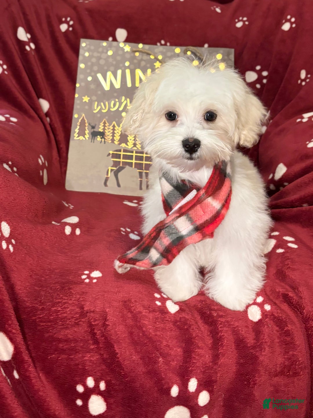 Maltese dogs for sale: Little man  - Ad 5