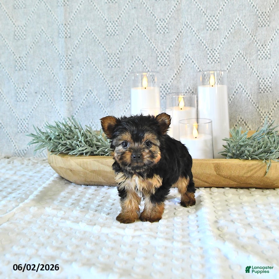 Yorkshire Terrier dogs Bailey  EXTRA SMALL - Ad 2
