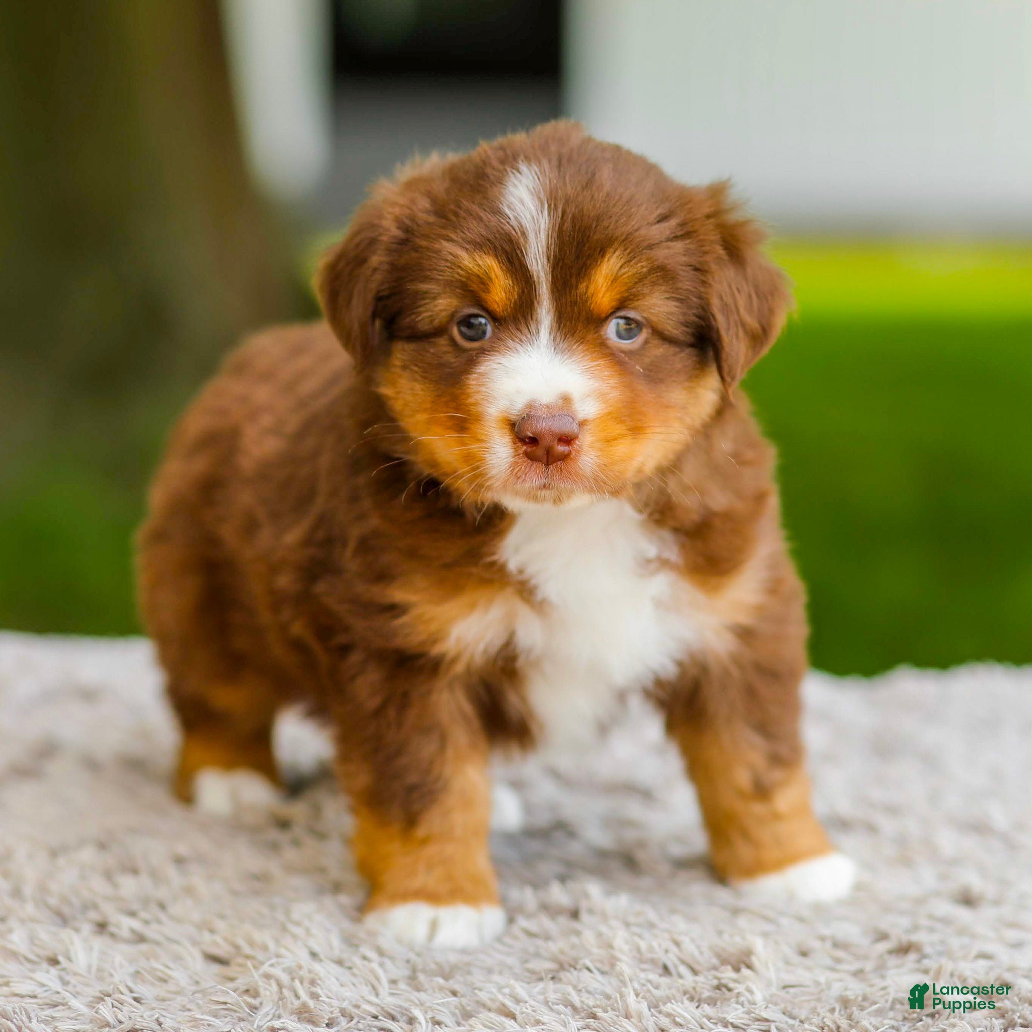 Miniature Australian Shepherd dogs George - Ad 1