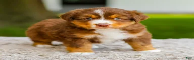 George