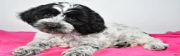 Cockapoo dogs for sale: Faith - Ad 6